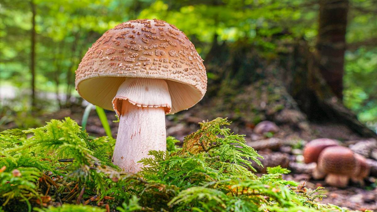 Na pohled nevinná, na talíři delikátní. Ale pozor při sběru i přípravě