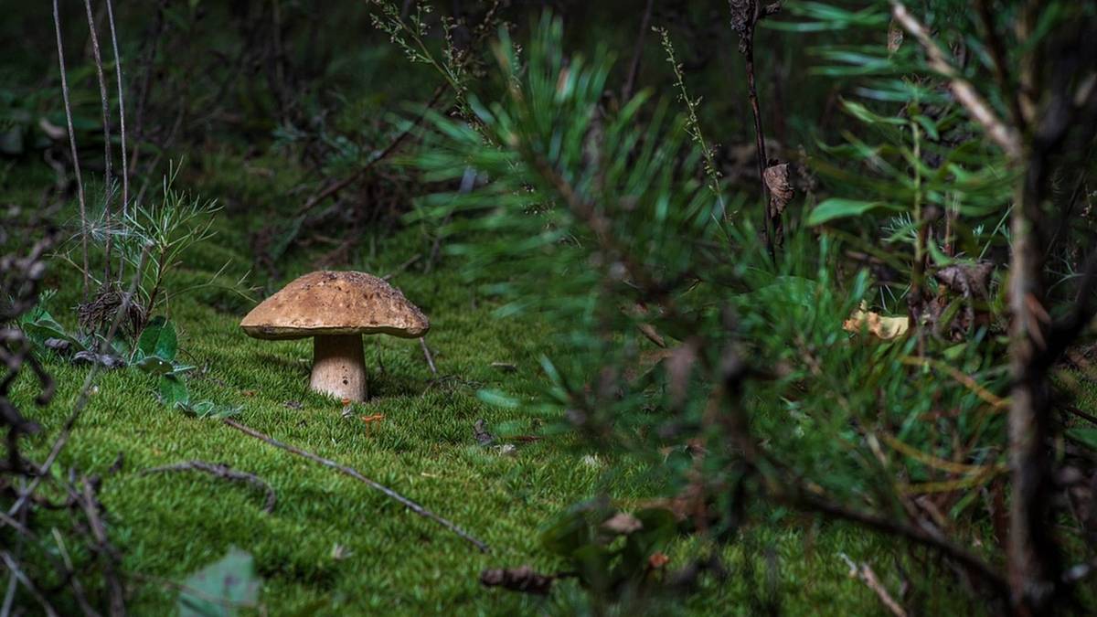 Češi pozor, rostou houby, ale někde na vás čeká mastná pokuta