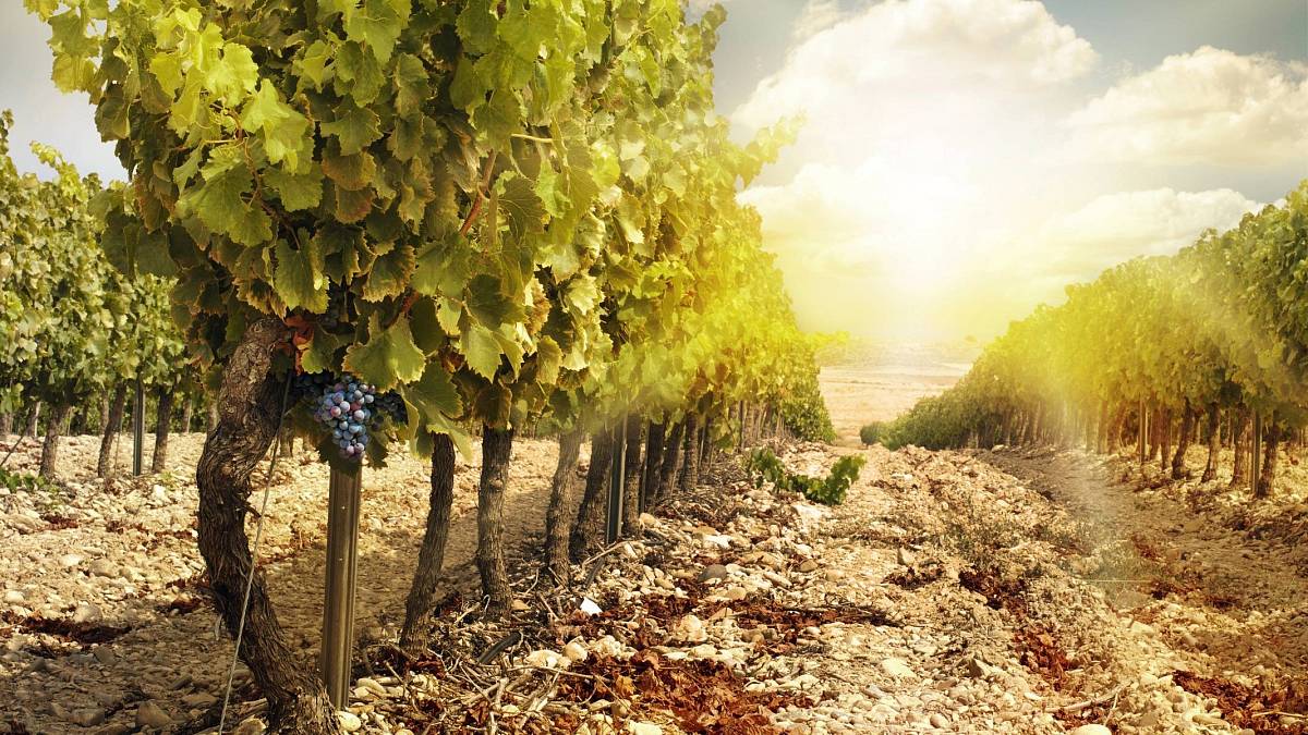 Vinařský kvíz pro fajnšmekry: 10 otázek, co zaskočí i znalce