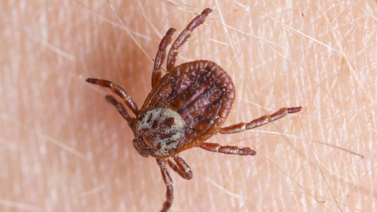 Pár minut nepozornosti v přírodě a maso si už nikdy nedáte