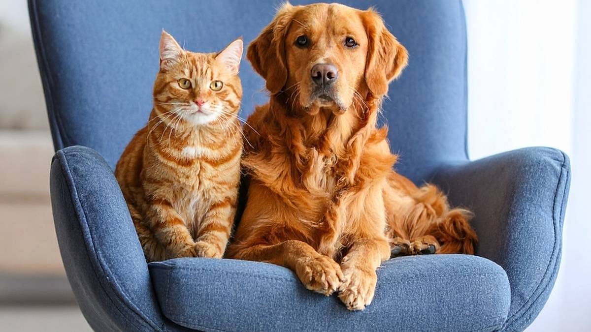 Čechy to taky čeká: Nový zákon pro majitele psů a koček vás dožene k veterináři