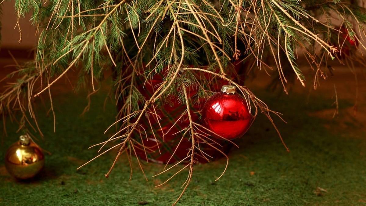 V Novém Hrádku mají nejošklivější vánoční strom. Jenže každý se do něj zamiluje