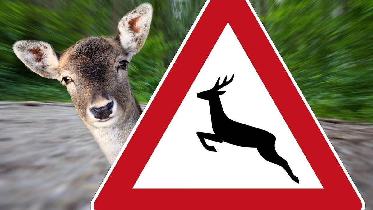 Brzdi. Srážka se zvěří je v zimě častější než jindy. Poradíme, jak se zachovat