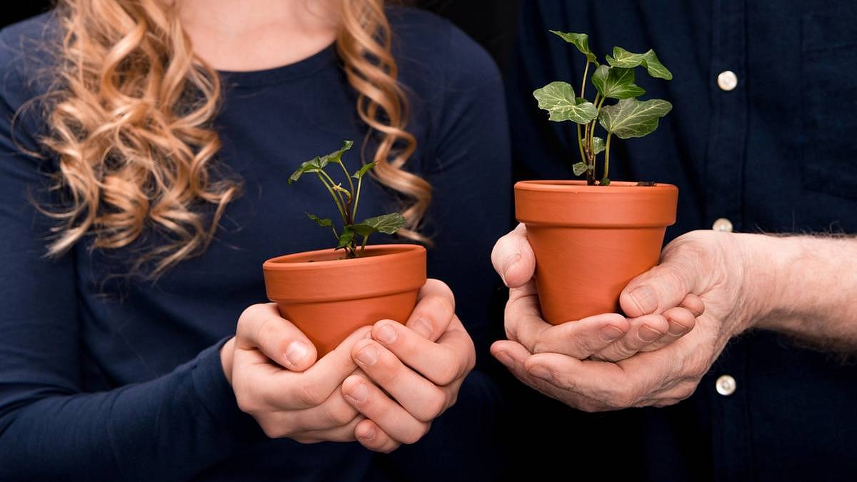 Feng Shui a břečťan: Skrytý vliv na rodinnou dynamiku a životní energii