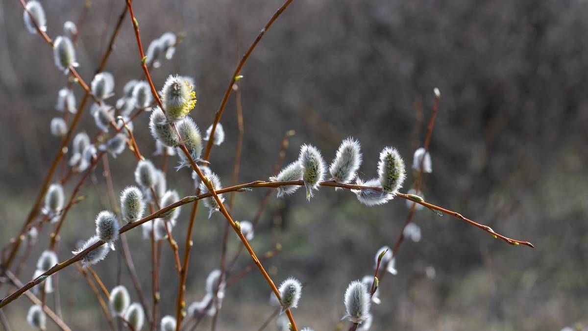 Meteorologové přinášejí zlé zprávy. Příští týden bude v Česku kritický