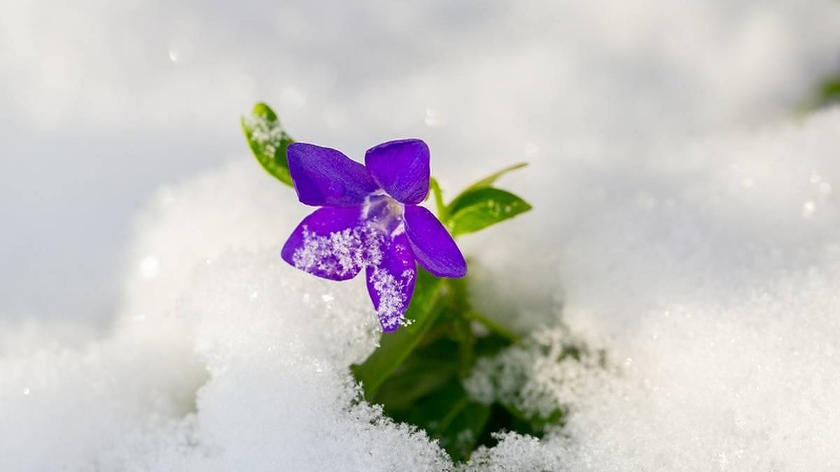 Meteorologové právě vydali varování. V noci z pátku na sobotu přijde teplotní šok. Některé regiony nemine sněhová vánice