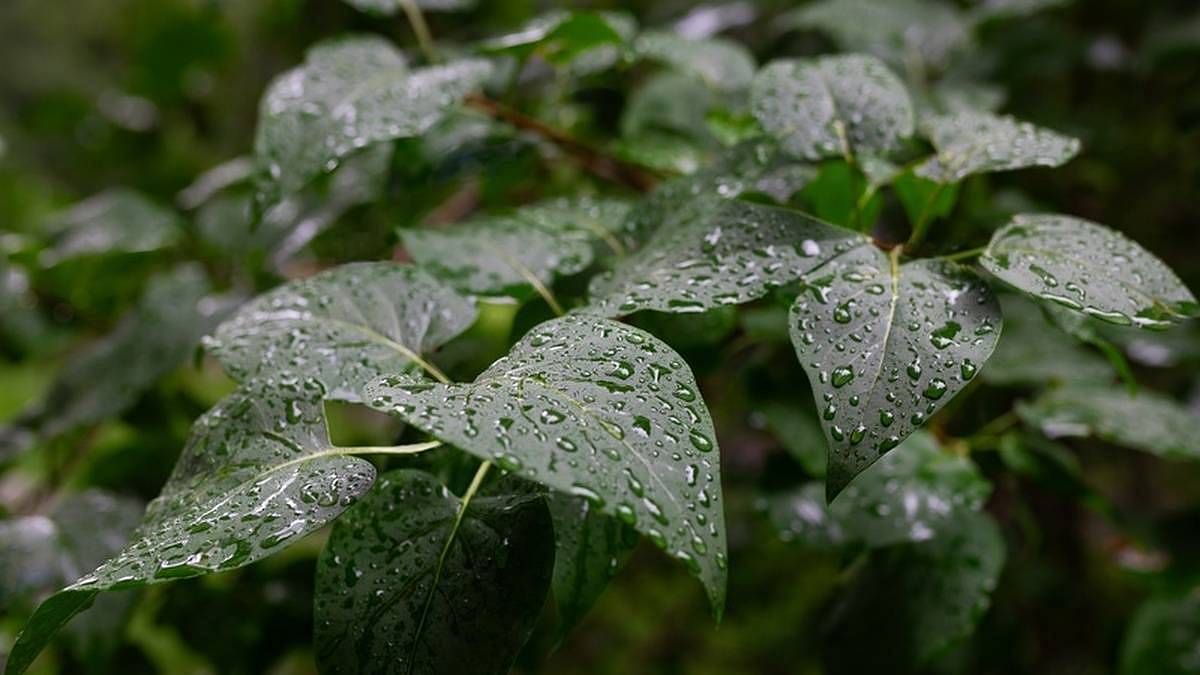 Meteoroložka Dagmar Honsová pro Nespechej.cz: Po výhni Česko překvapí bouřky a teplotní šok