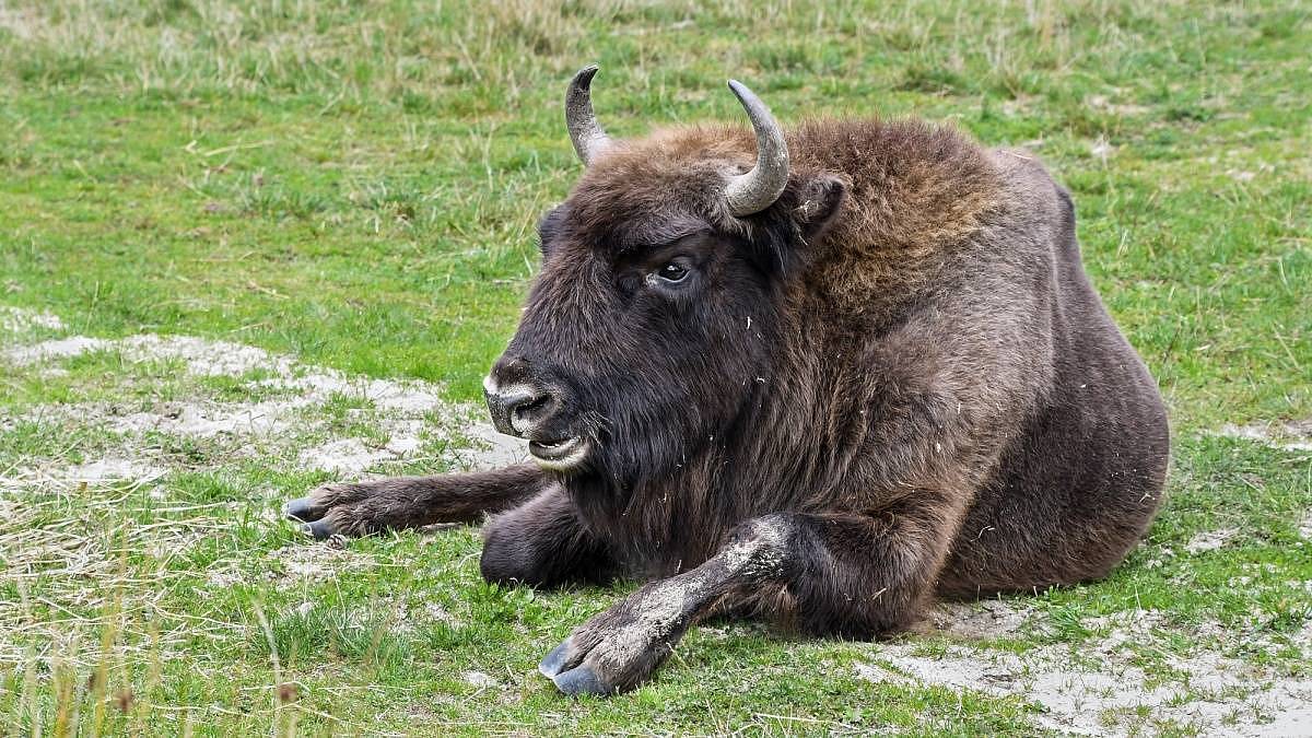 Ani pražská zoo, ani safari ve Dvoře Králové. Bezkonkurenčně nejkrásnější zoo v Česku zná málokdo
