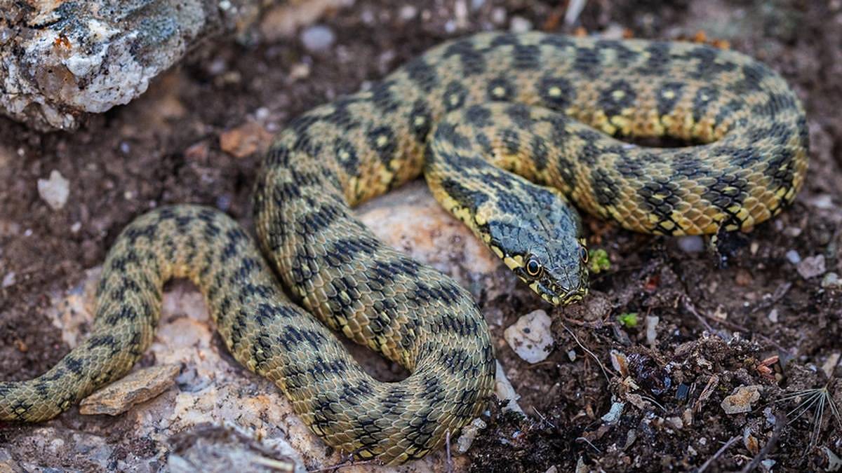 Evropou se šíří dvoumetroví hadi. Útočištěm se jim stávají řeky a rybníky
