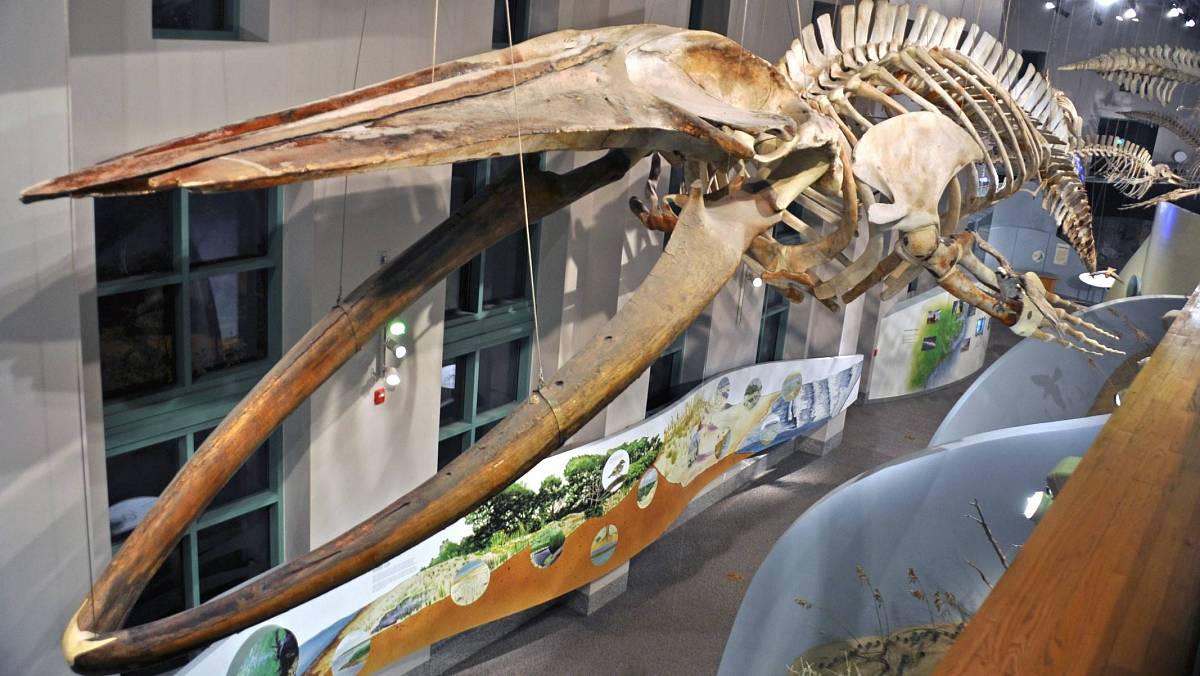 Za tajemstvím obrovských dinosaurů: Vliv pravěkého světa