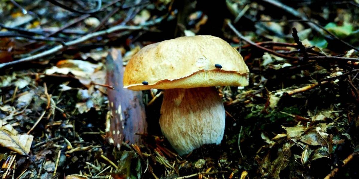 Mění barvu jako chameleon a vypadá nevábně. Kdo ho ale najde v lese, vyhrál jackpot