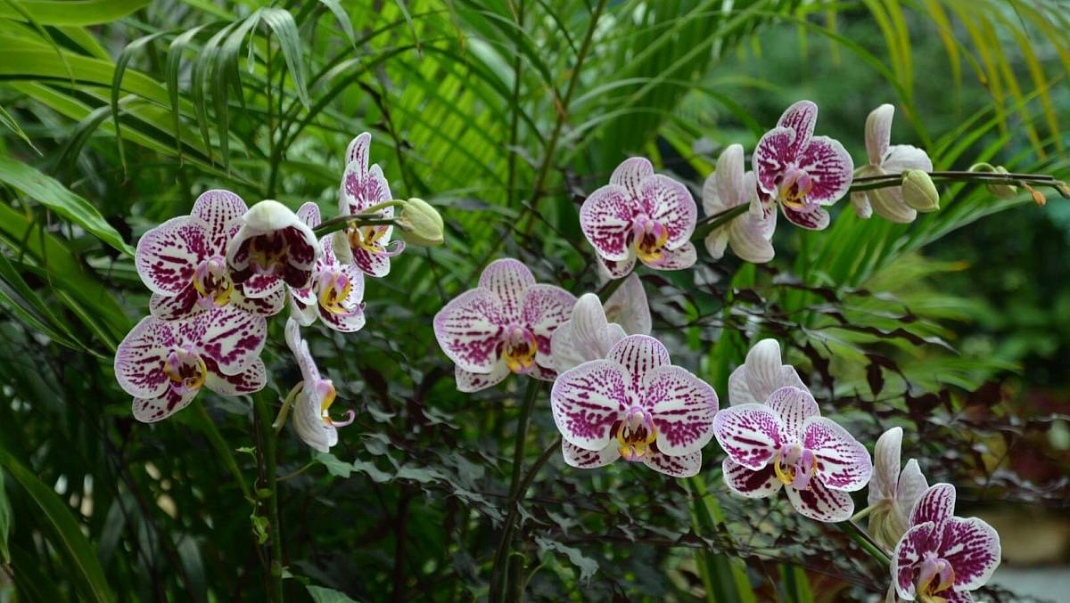 Sousedka má nejkrásnější orchideje v ulici. Viděla jsem, jak do květináče lije tekutinu, kterou já splachuji do záchodu