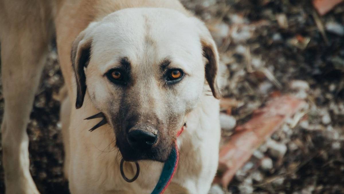 Toto je nejnebezpečnější psí plemeno světa. Nezkušený majitel ho nezvládne