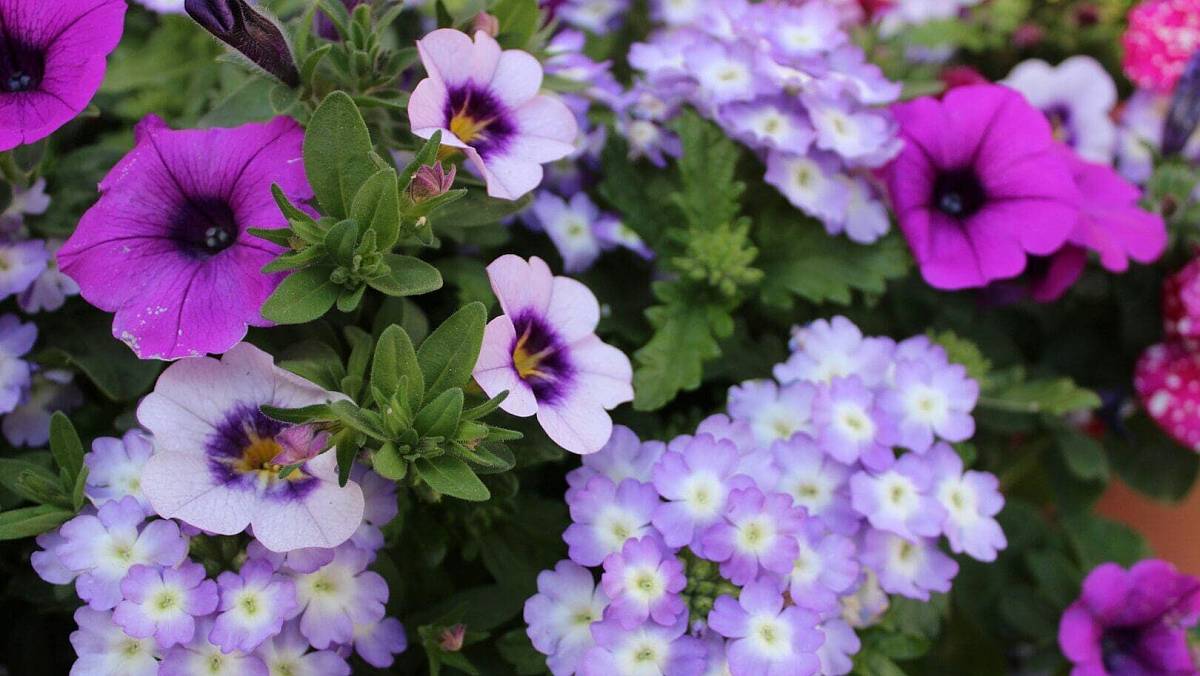 Calibrachoa: Cesta k barevným oknům od jara až do prvních mrazíků