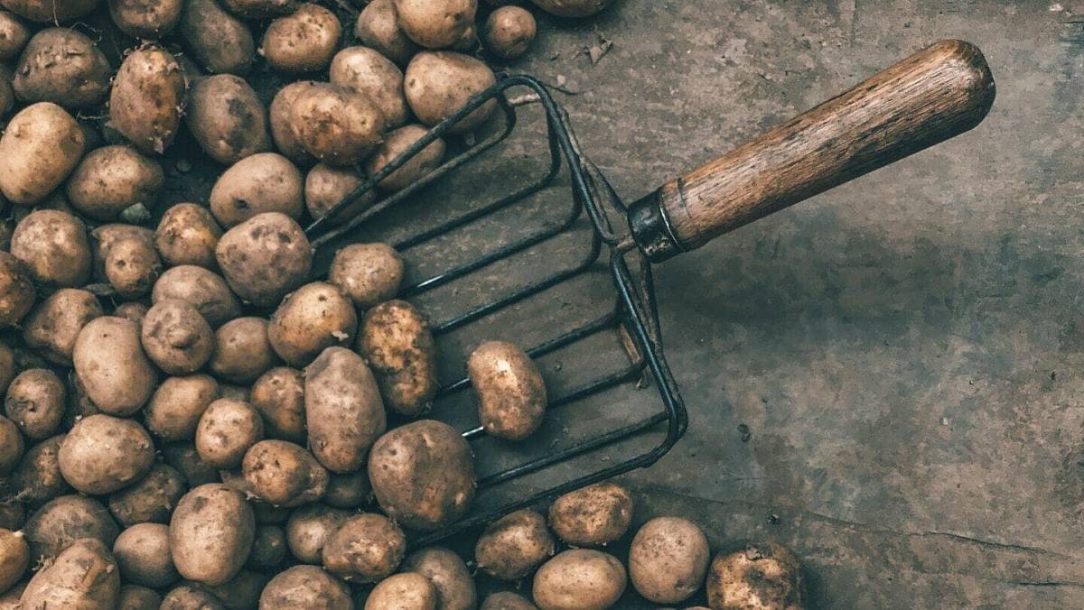 Skladování úrody: Geniální metoda krechtování se vrací do českých zahrad