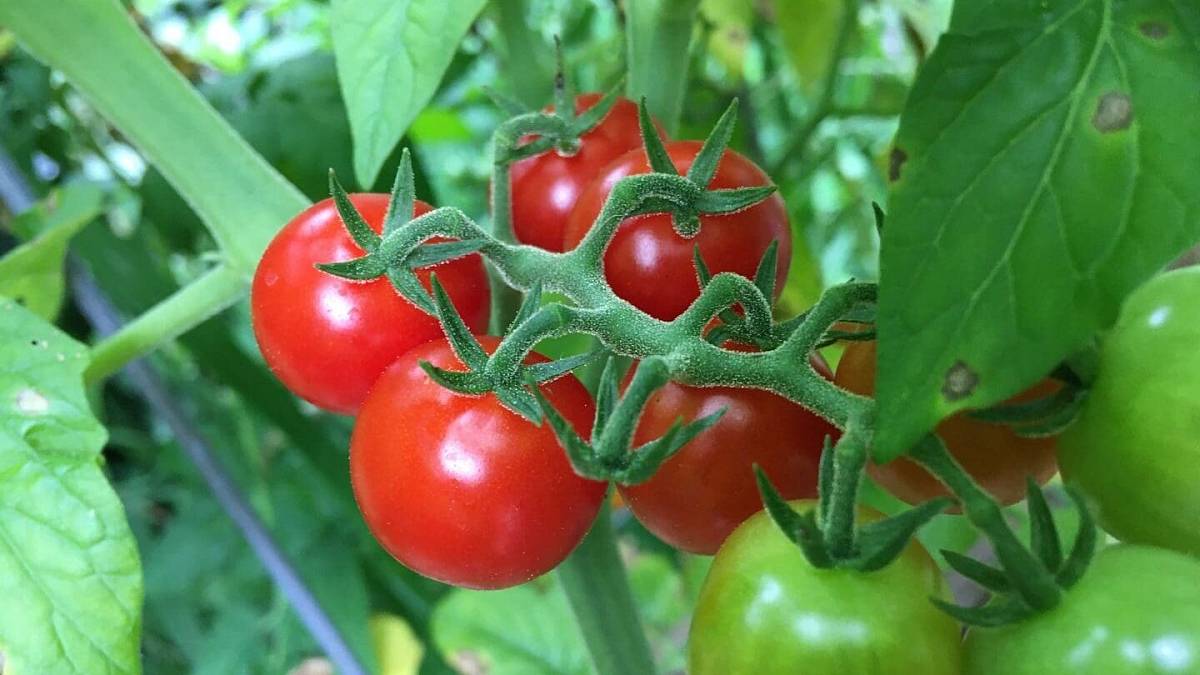 Ani Kristalon, ani cererit: Nejlépe na rajčata funguje tahle věc, která vás nic nestojí.
