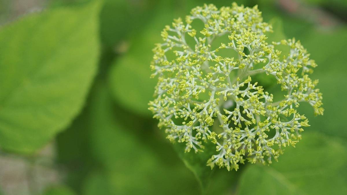 Bršlici kozí nohu zahrádkáři považují za plevel. Přitom má překvapivé léčivé účinky