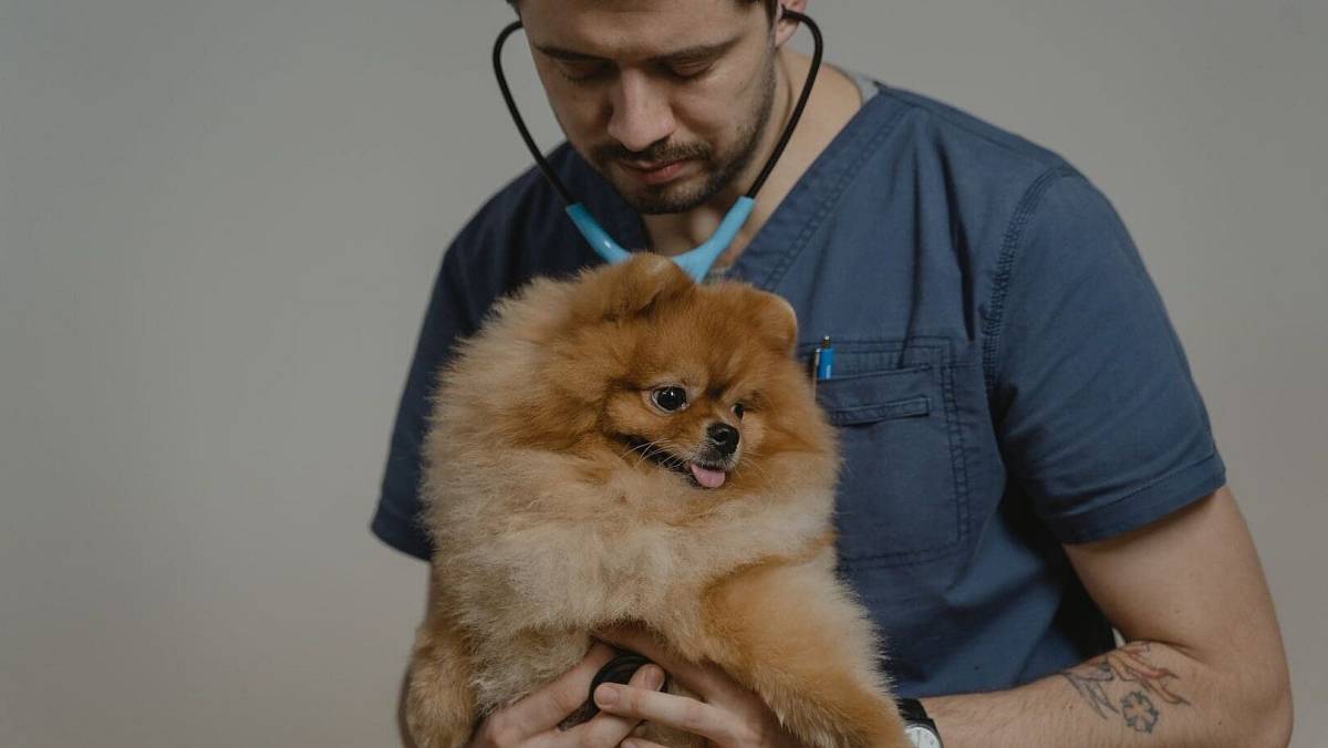 Veterinář varuje všechny majitele psů: Nezapomeňte v říjnu na pravidlo čtyř hodin