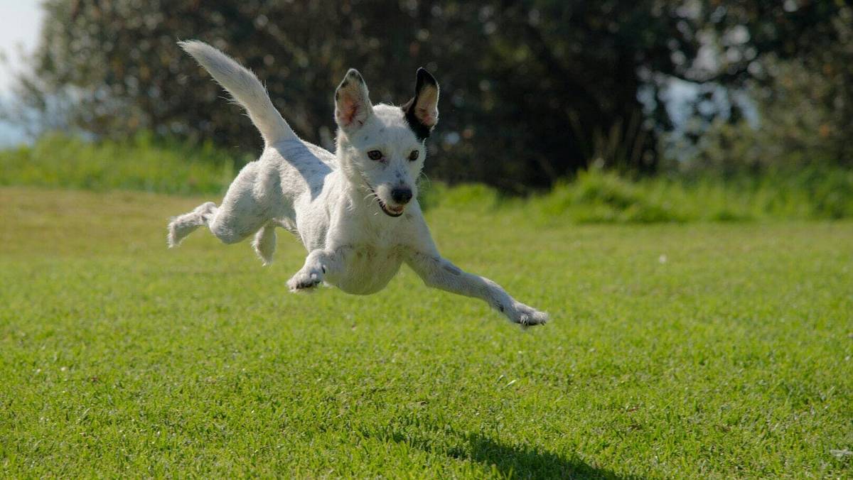 Jak poznáte, že váš pes má ADHD. Veterinář popsal jasné znaky