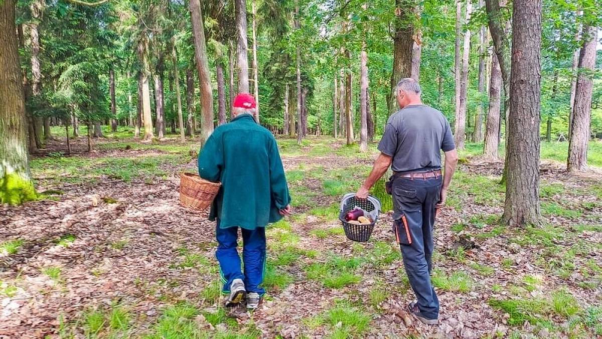 Jarní houba kačenka česká: Nenápadná houba s výraznou chutí