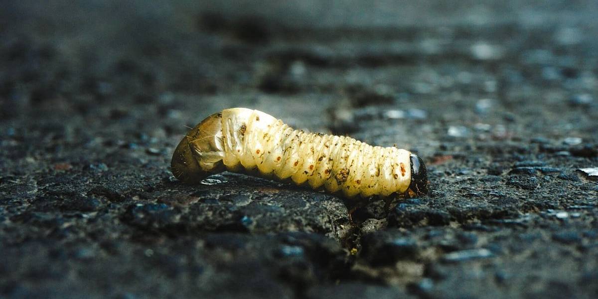 Nebezpečný parazit se vrátil po 60 letech, larvy doslova požírají živé maso