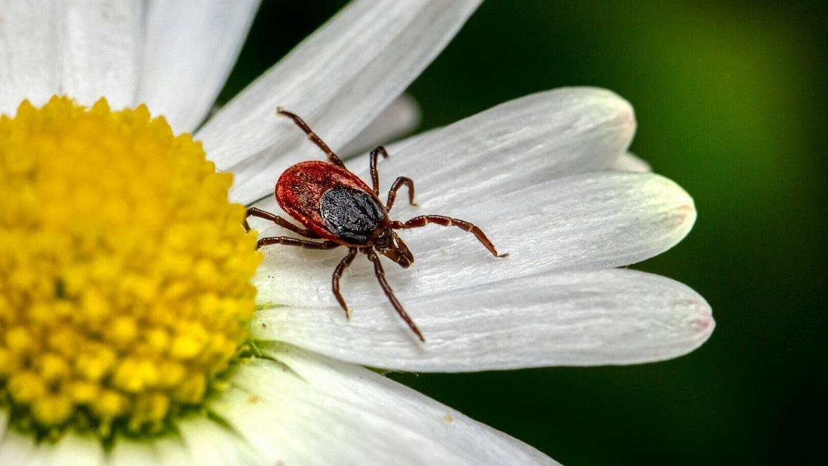 Jak sundat klíšťata z oblečení: Lepící váleček je rychlé řešení