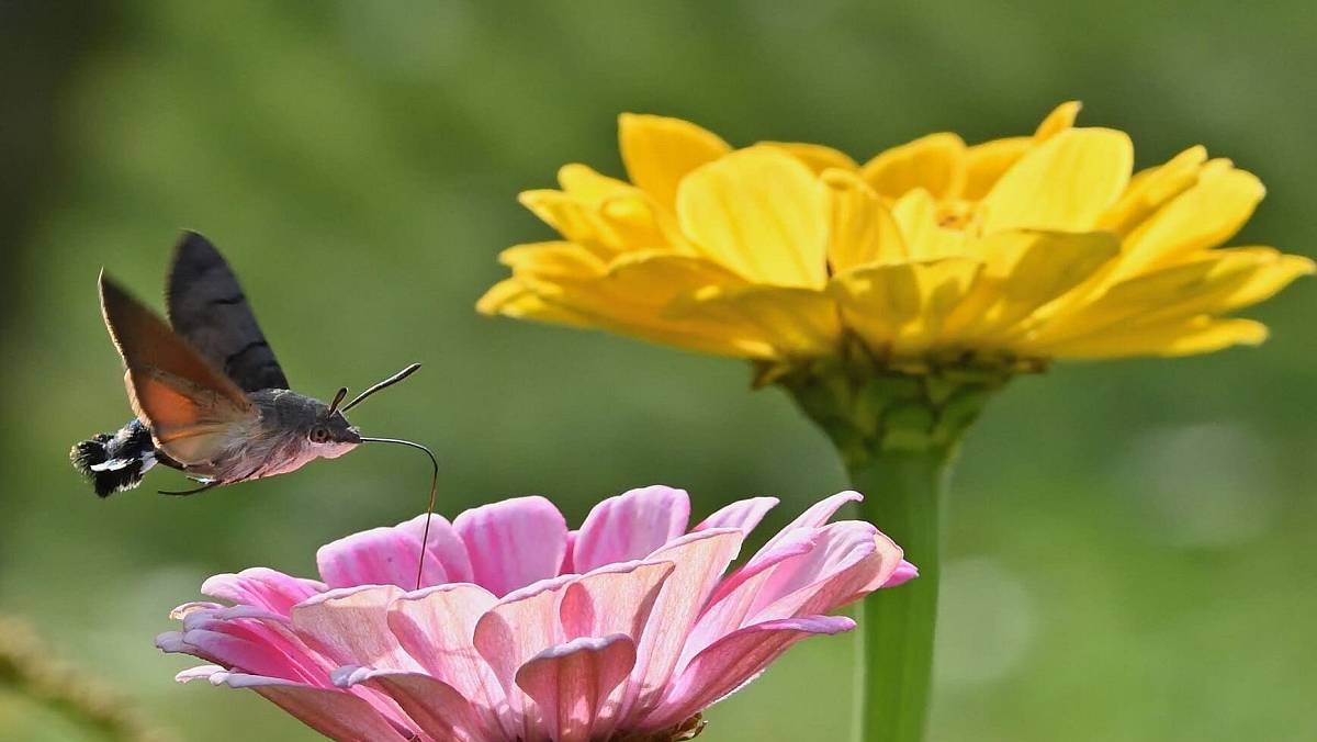 Vypadají jako ptáci a pronikají do zahrad v Česku. Neděste se, jsou neškodní