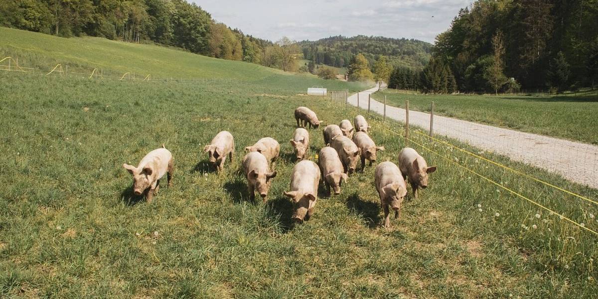 Vypustili prasata mezi solární panely. To, co se stalo pak, nečekal ani expert na energetiku