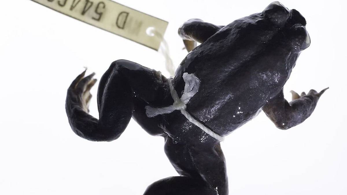 Vědci chtějí oživit vyhynulou žábu, která rodila ústy. Exemplář ležel v mrazáku 40 let