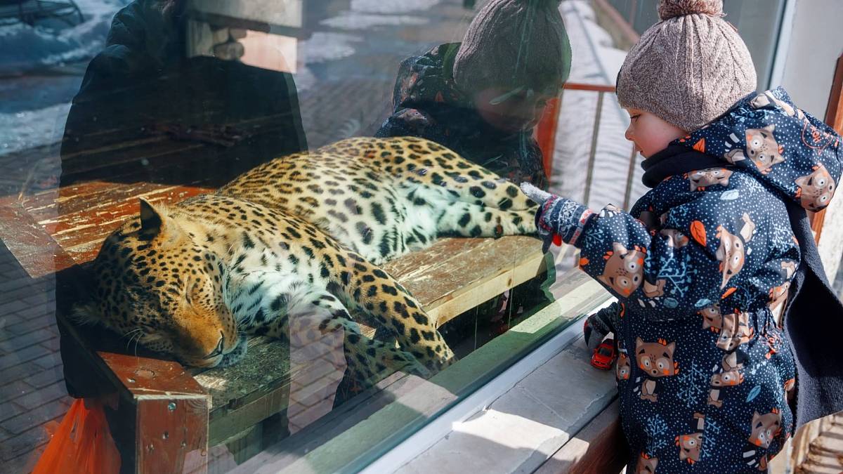 Video virál ze zoo: Ohrožený levhart si hraje s holčičkou a jejím plyšákem