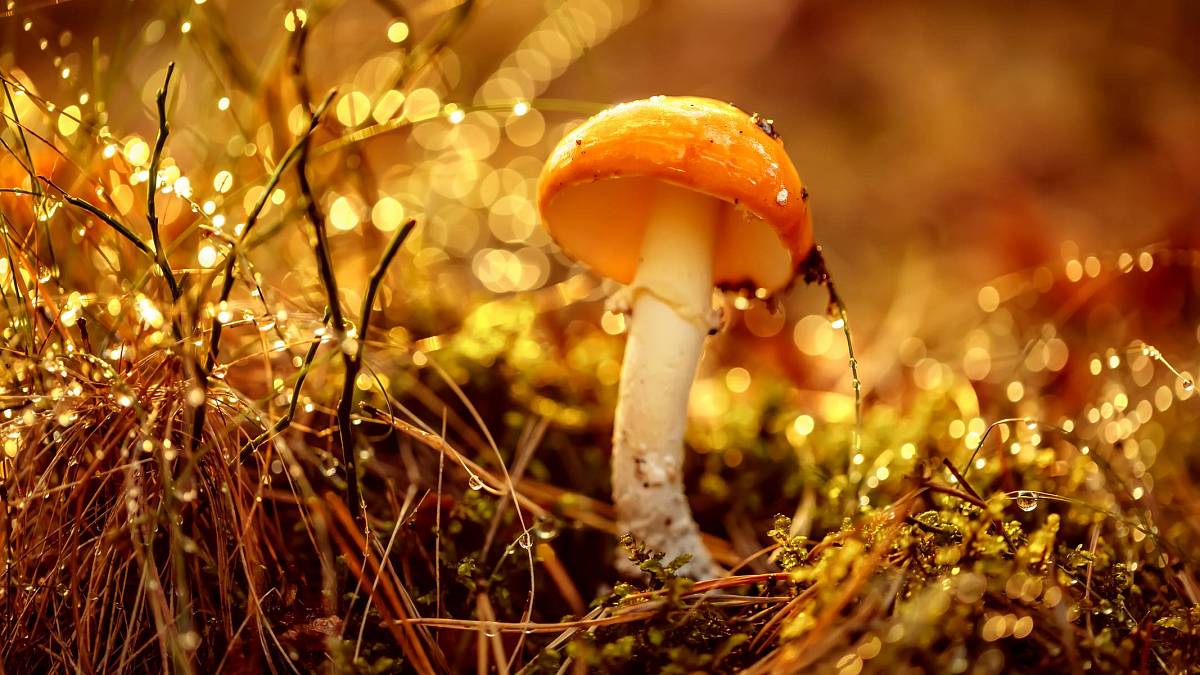 V lesích číhá smrt: Jedovaté houby s pohádkovými jmény