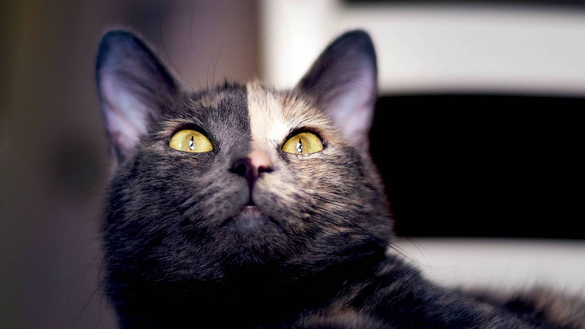 Dvoubarevná kočičí hlava: Záhada chimérických koček má překvapivé vysvětlení