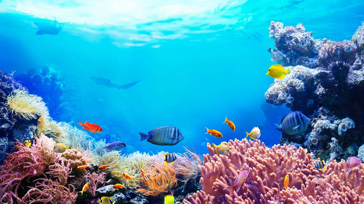 Krásy mořských i vnitrozemských útesů: Od Austrálie přes Mali po bílé doverské v Anglii. Bez živočichů by nevznikly