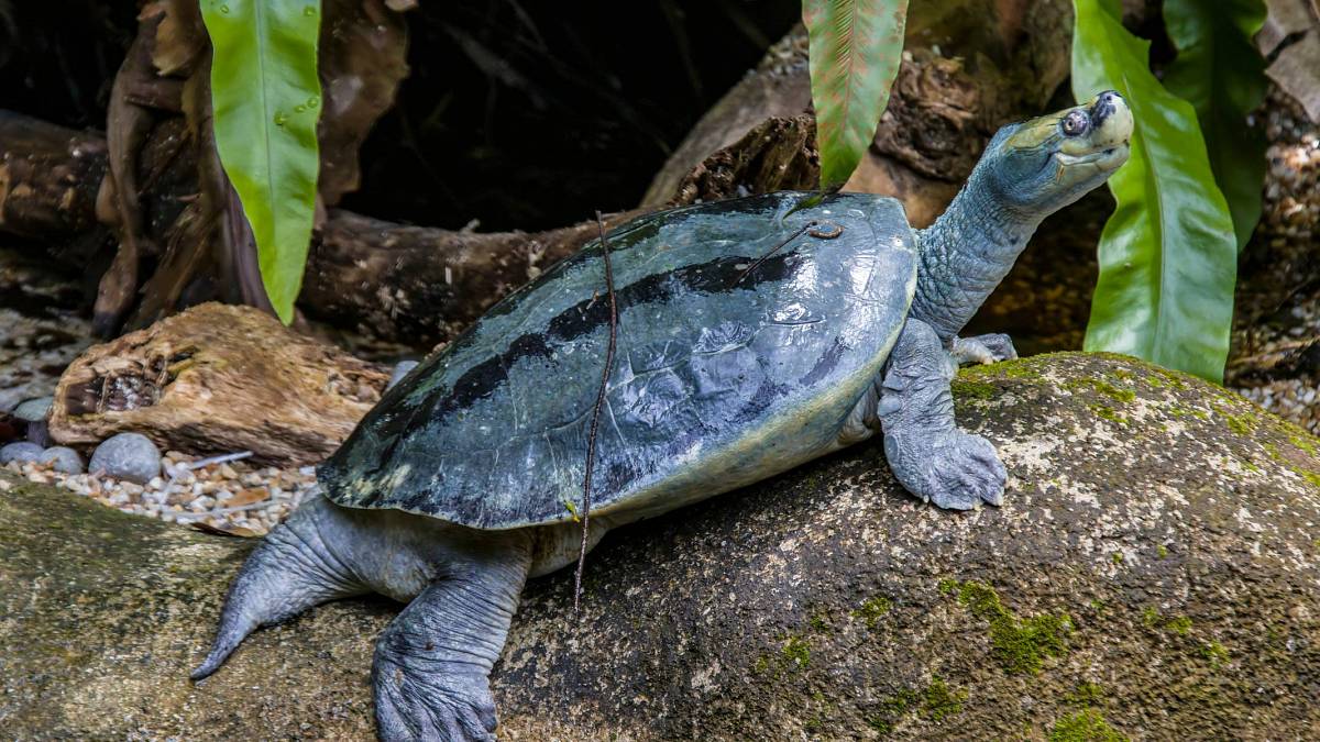 Exkluzivně v Zoo Praha: Mláďata téměř vyhynulé želvy, jejíž samec při páření mění barvy. V Asii ji málem vyjedli!