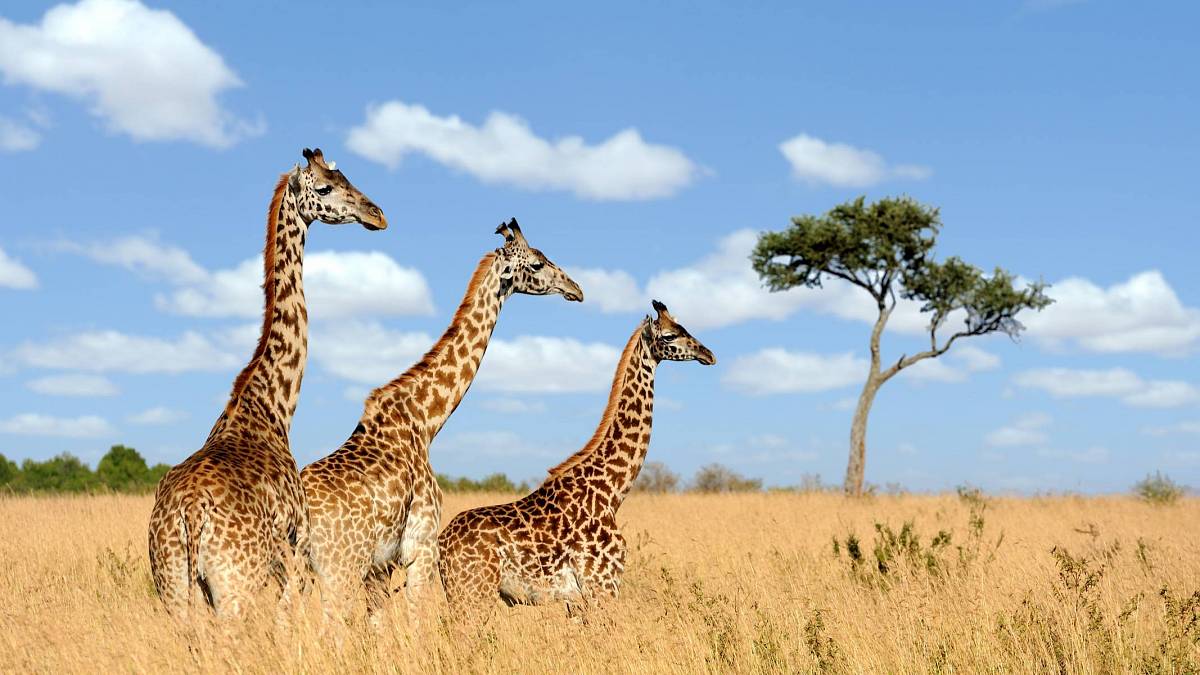 Žirafy nespí déle než pět minut: Přesto kopnutím usmrtí lva a krkem zabije soka