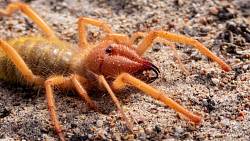 Jednoho z nejnebezpečnějších pavouků můžete potkat na poušti. Velbloudí pavouk ale dromedáry nejí