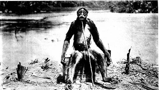 Měl 32 zubů a měřil asi 1,6 metru. V roce 1917 byl tento tvor zastřelen švýcarským geologem. Mohl to být jeden z posledních lidoopů na Zemi