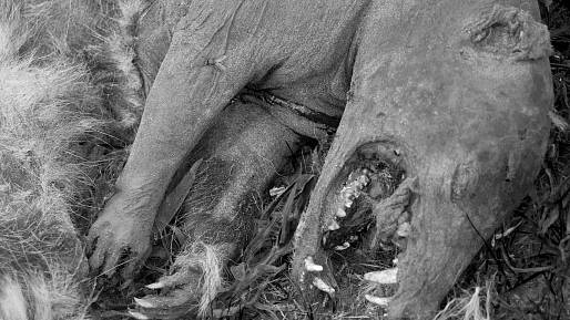 Jistá smrt pro domácí zvířata. Chupacabra děsí svou krvežíznivostí. Vědci rozklíčovali původ této legendy