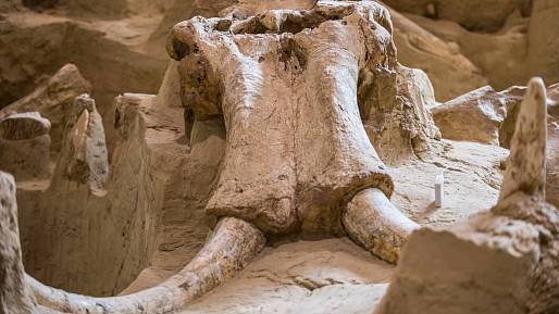 Dosud nevídané porcování mamuta: Vědci nalezli důkaz, že hominidé a kočkovité šelmy se dělili o kořist