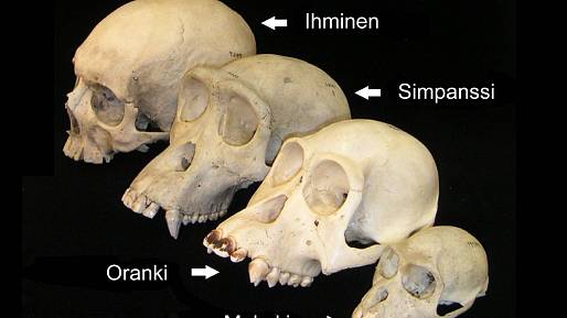 Je člověk opicí, nebo andělem? O tom rozhoduje náš mozek aneb Kdyby milión opic psalo milión let na psacím stroji