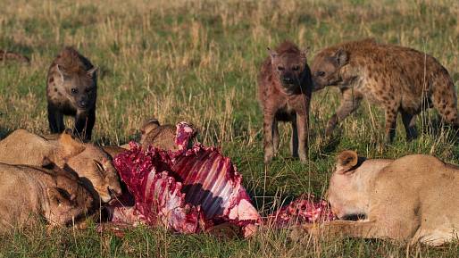 Naši pravěcí předkové nebyli fajnovky, jedli jako hyeny