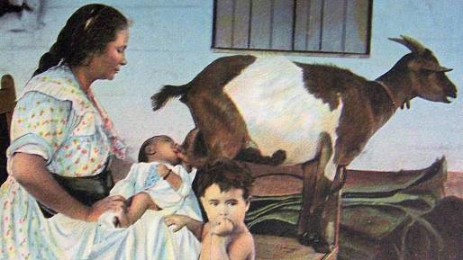 Kozy, oslice a jiné samice byly bezpečnější pro kojení novorozeňat než lidské kojné