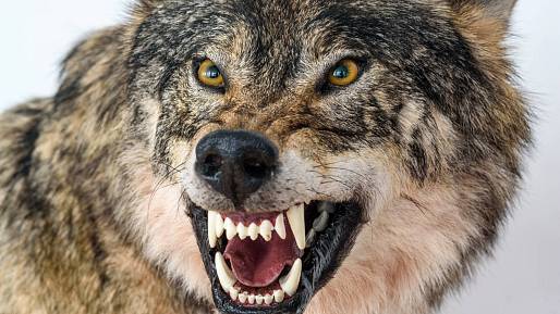 Pozor, monstra mezi námi: Nejděsivější kříženci zvířat, které by vás mohly překvapit