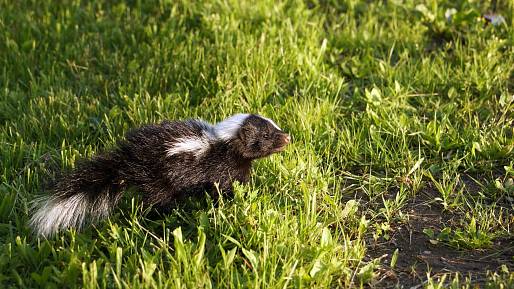 5 nejsmradlavějších zvířat, kterým se obloukem vyhněte