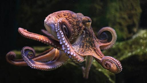 Chobotnicím se mohou zdát sny. Výzkum ukázal, že noční můry u nich nemusejí být nic neobvyklého