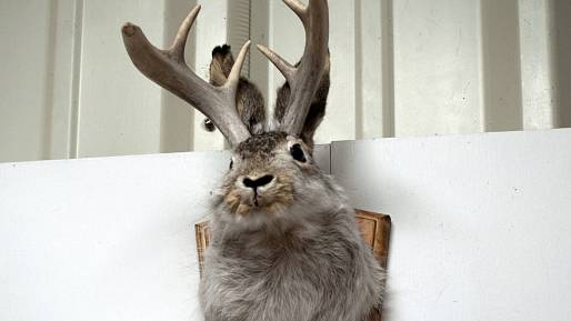 Seznamte se s jackalope: Podivném, údajném kříženci králíka a antilopy
