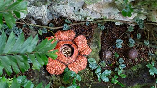 Rafflesia arnodli: Záhadná rostlina s ohromnými květy