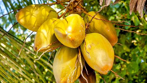 Coco de mer: Unikátní palma plodí největší a nejtěžší semena na světě. Rekordní semeno vážilo 42 kilogramů
