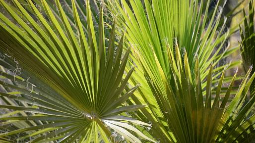 Palma Raphia regalis je absolutním rekordmanem v říši rostlin. Její listy dosahují neuvěřitelné délky až 25 metrů