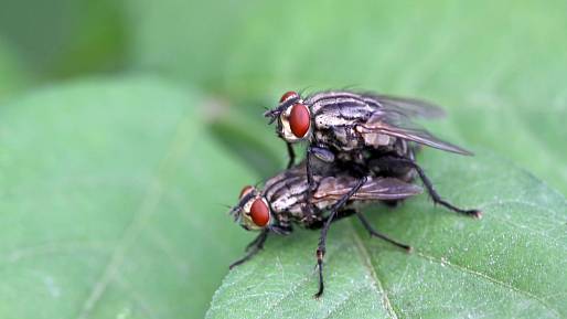 Rozmnožování hmyzu: Některé způsoby vás překvapí, jiné jsou z pohledu lidí naprosto nepochopitelné
